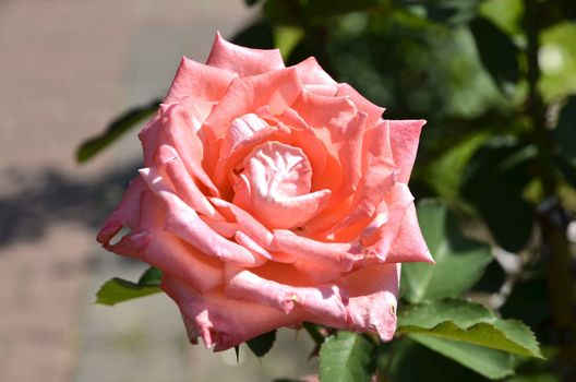 beautiful rose flowers