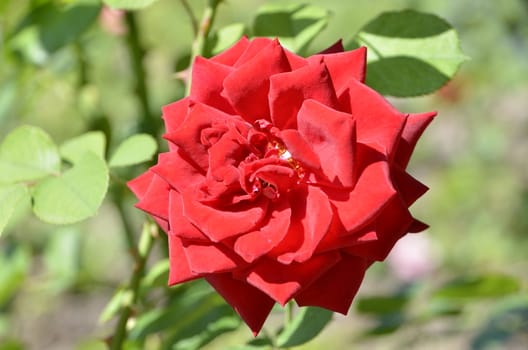 beautiful rose flowers