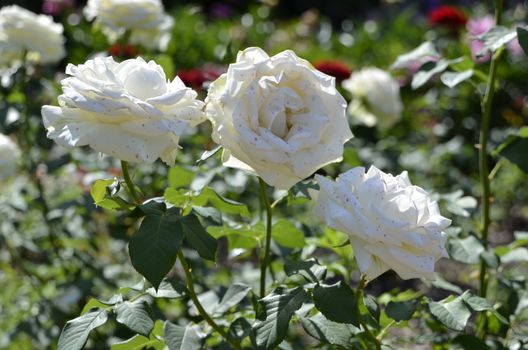 beautiful rose flowers