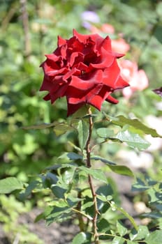 beautiful rose flowers