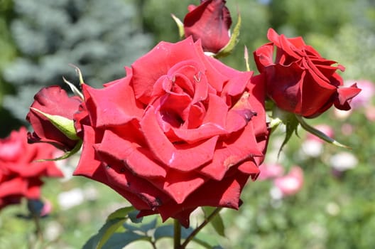 beautiful rose flowers