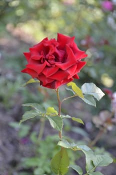 beautiful rose flowers