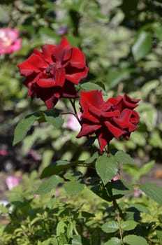 beautiful rose flowers