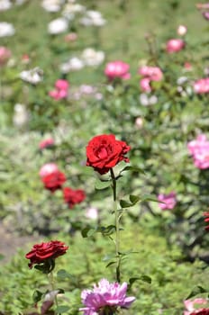 beautiful rose flowers