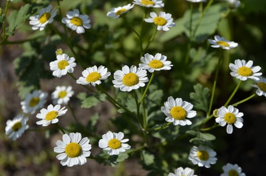 Flowers of our planet