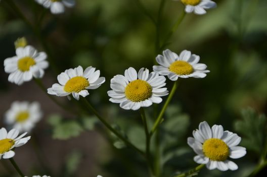 Flowers of our planet