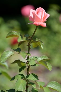 Flowers of our planet