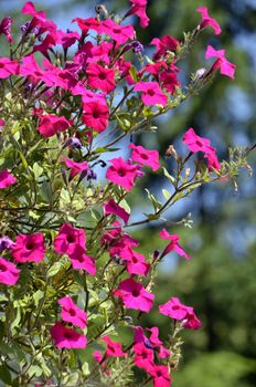 Flowers of our planet