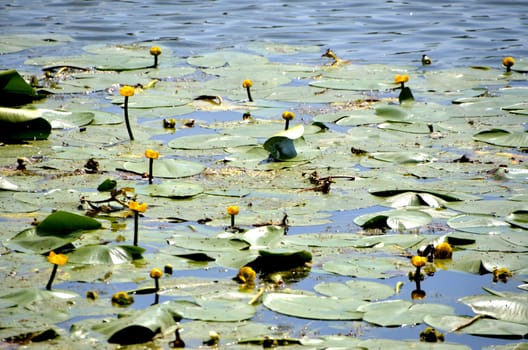 Flowers of our planet