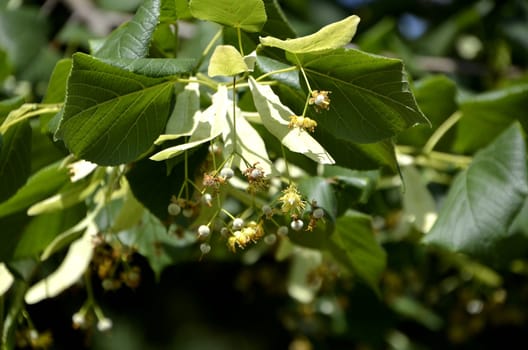 Flowers of our planet