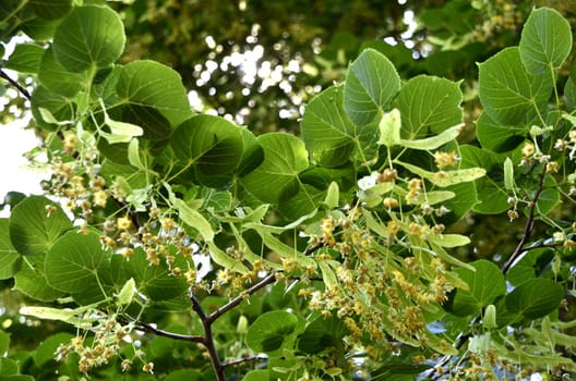 Flowers of our planet