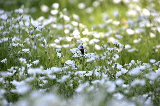 Flowers of our planet