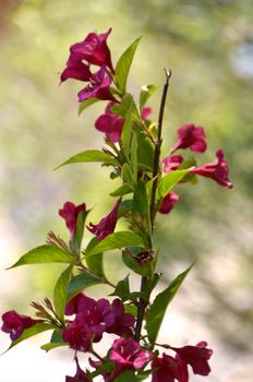 Flowers of our planet