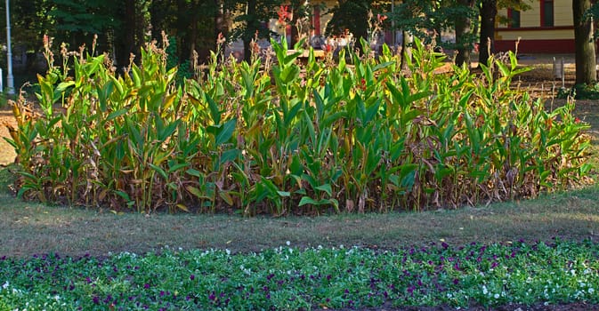 Small round flowerbed with plants in public park