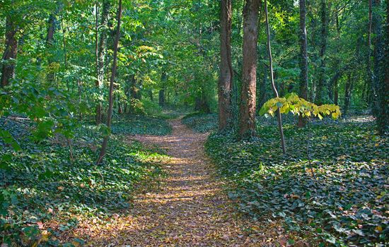 Footpath in park covered with fallen leaves and tree trunks with creepers