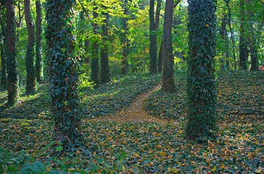 Footpath in park covered with fallen leaves and tree trunks with creepers