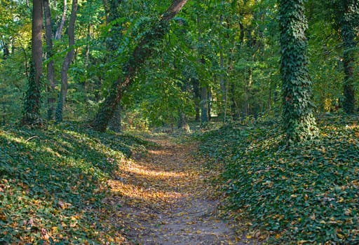 Footpath in park covered with fallen leaves and tree trunks with creepers