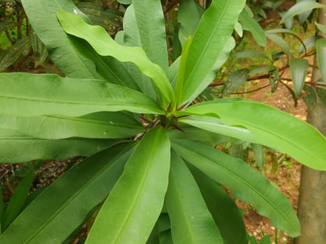 Close view of Euphorbia milii, crown of thorns, tropical ornamental plant, in the shade before blooming