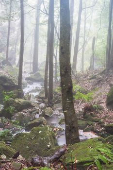 A stream runs through a mist filled valley in the Blue Mountains