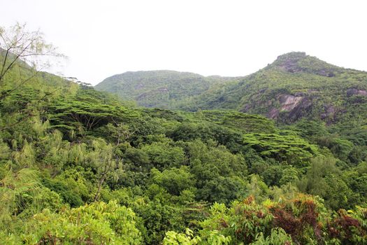 Green tropical trees on the mountain slopes.