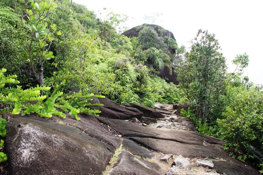 Green tropical trees on the mountain slopes.