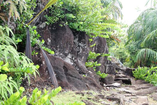 Green tropical trees on the mountain slopes.