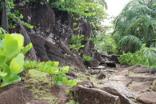 Green tropical trees on the mountain slopes.