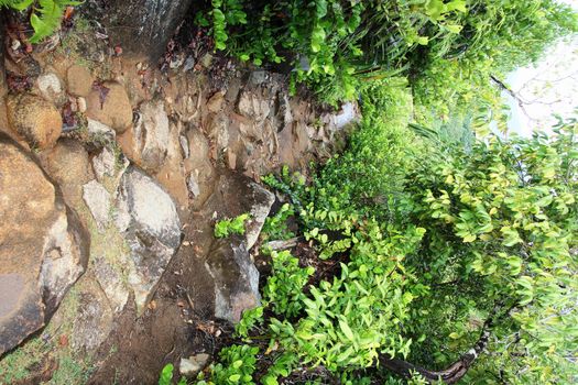 Green tropical trees on the mountain slopes.