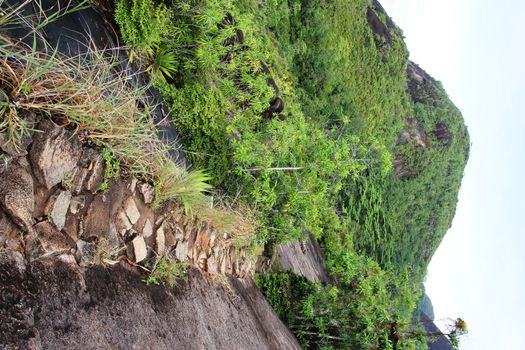 Green tropical trees on the mountain slopes.