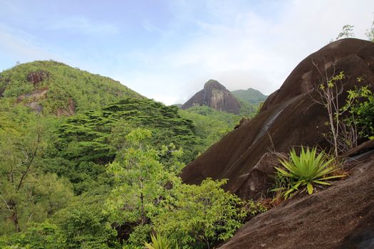 Green tropical trees on the mountain slopes.