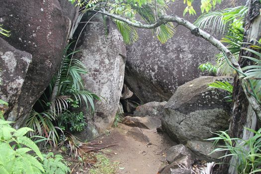 Green tropical trees on the mountain slopes.