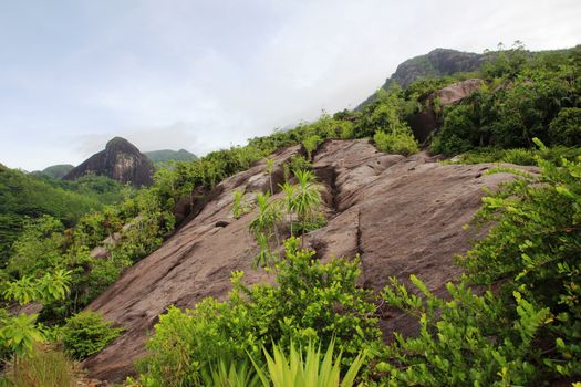 Green tropical trees on the mountain slopes.