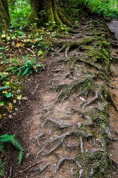 Massive logs and trees on the coast of the beach in the Olympic National Park in Washington