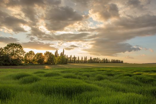 Grass on the field during sunrise. Agricultural landscape