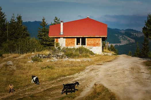 Small House in the Rhodopes Mountains, Bulgaria