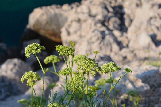 Sea fennel - Latin name - Crithmum maritimum