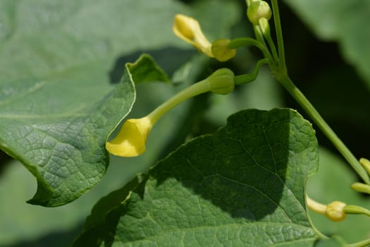 Common birthwort - Latin name - Aristolochia clematitis