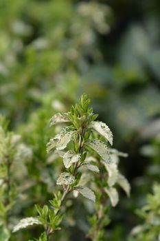 Wintercreeper Harlequin - Latin name - Euonymus fortunei Harlequin