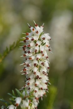 Darley Dale heath - Latin name - Erica * darleyensis