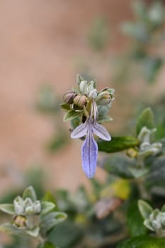 Tree germander - Latin name - Teucrium fruticans