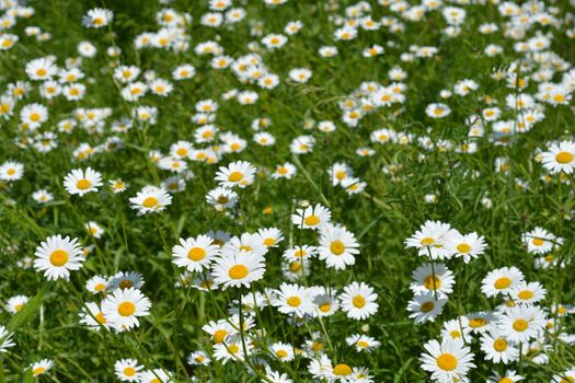 Field full of white daisy flowers - Latin name - Leucanthemum vulgare