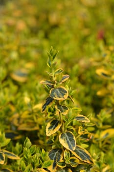 Wintercreeper Emerald and Gold - Latin name - Euonymus fortunei Emerald and Gold