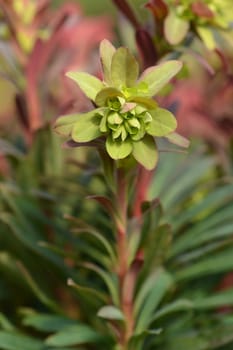 Wood spurge Purpurea - Latin name - Euphorbia amygdaloides Purpurea