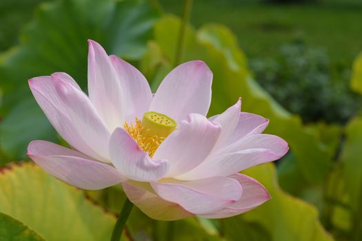 Sacred lotus flower - Latin name - Nelumbo nucifera