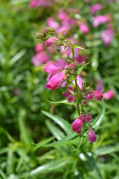 Red Rocks Beard Tongue - Latin name - Penstemon x mexicali Red Rocks