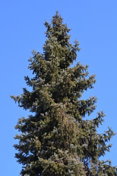 Serbian spruce - Latin name - Picea omorika