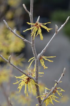 Witch Hazel Arnold Promise - Latin name - Hamamelis * intermedia Arnold Promise