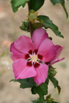 Rose Of Sharon Woodbridge - Latin name - Hibiscus syriacus Woodbridge