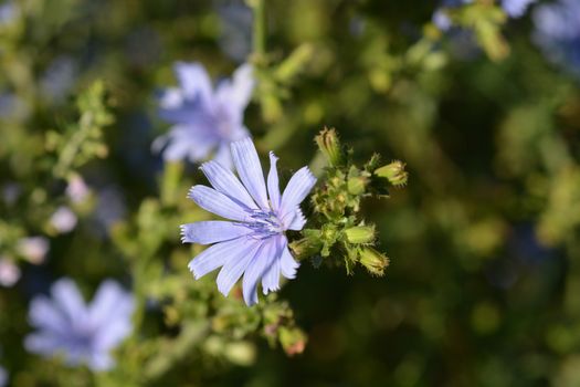 Wild chicory flower - Latin name - Cichorium intybus