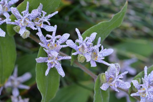 Hairy toad lily flower - Latin name - Tricyrtis hirta